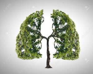 pulmones árbol